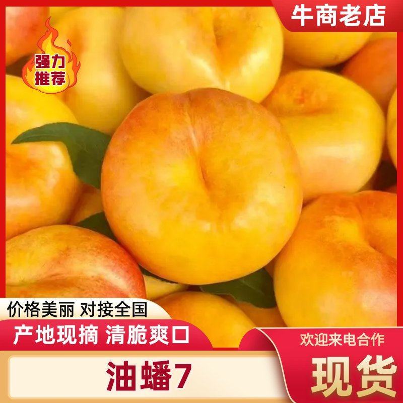 黄金油蟠7号产地直发中油蟠桃四两起黄蟠桃可视频看货
