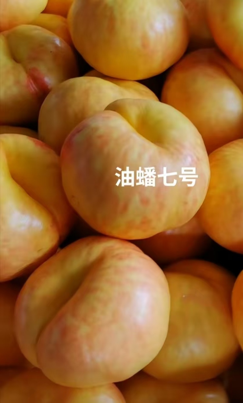 黄金油蟠7号产地直发中油蟠桃四两起黄蟠桃可视频看货