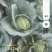 莲花白