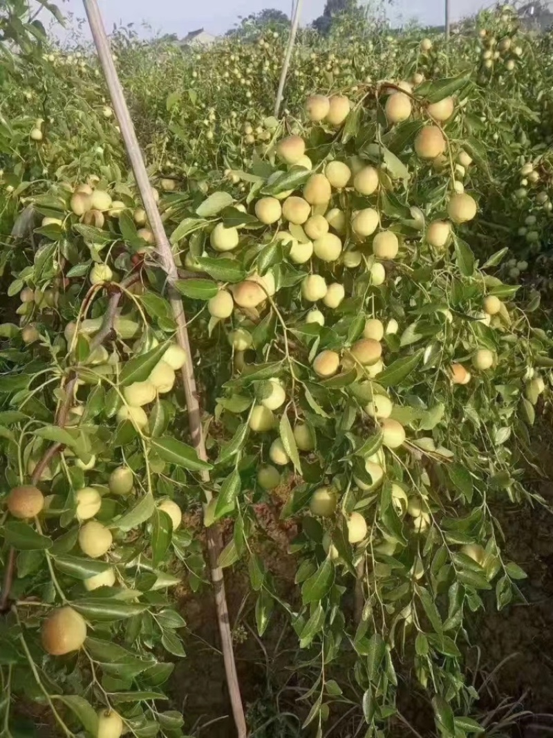 山东沾化冬枣，自家果园，现摘现发，支持一件代发，欢迎咨询