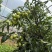 【大荔冬枣】四川凉山大荔冬枣大型基地种植一手货源