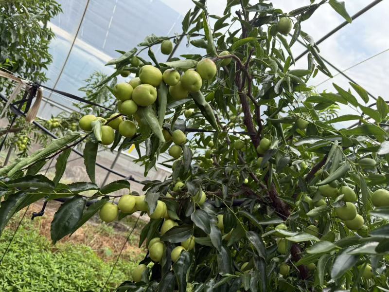 【大荔冬枣】四川凉山大荔冬枣大型基地种植一手货源