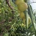 【大荔冬枣】四川凉山大荔冬枣大型基地种植一手货源