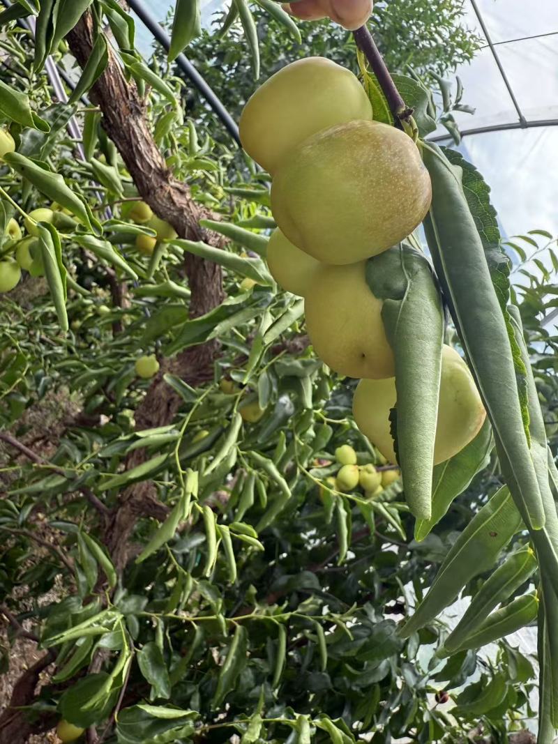 【大荔冬枣】四川凉山大荔冬枣大型基地种植一手货源