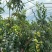 【大荔冬枣】四川凉山大荔冬枣大型基地种植一手货源