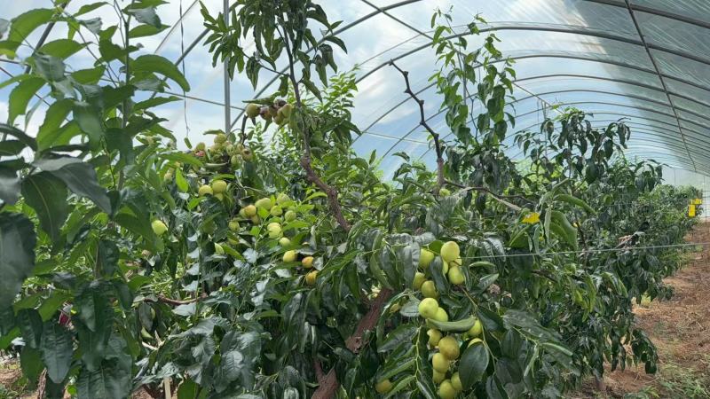 【大荔冬枣】四川凉山大荔冬枣大型基地种植一手货源