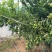 【大荔冬枣】四川凉山大荔冬枣大型基地种植一手货源