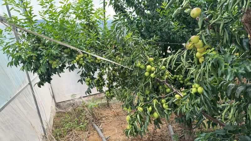 【大荔冬枣】四川凉山大荔冬枣大型基地种植一手货源