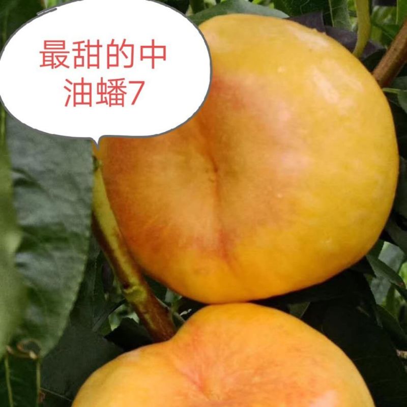 黄金油蟠7号产地直发中油蟠桃四两起黄蟠桃可视频看货