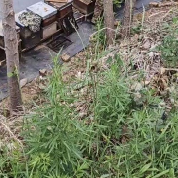 自己养的蜂，蜂蜜