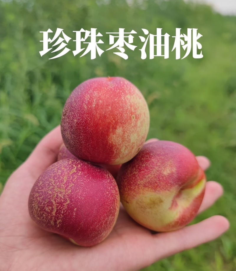 【实力供货】珍珠枣油桃山西桃子量大从优代发全国