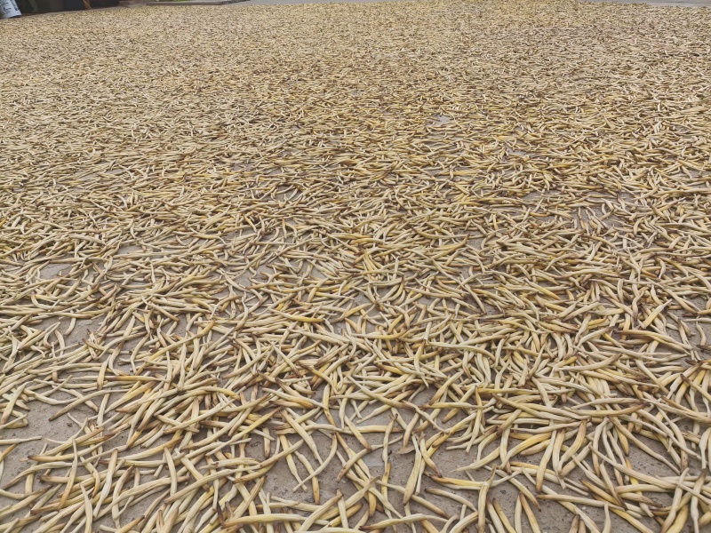 宁夏吴忠黄花菜