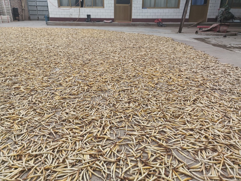 宁夏吴忠黄花菜