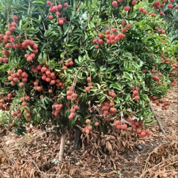 福建荔枝玉荷包荔枝福建漳浦县产地直发质量保证欢迎咨询