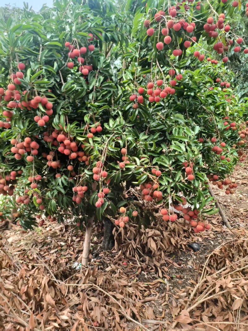 福建荔枝玉荷包荔枝福建漳浦县产地直发质量保证欢迎咨询