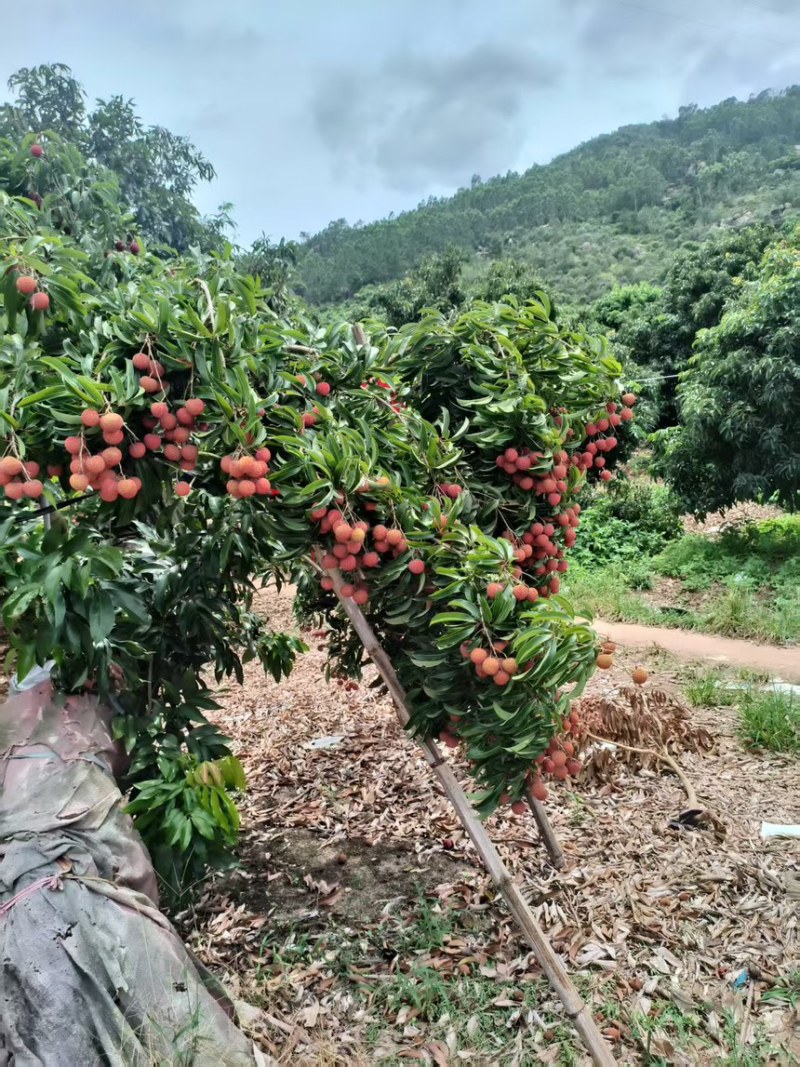 福建荔枝玉荷包荔枝福建漳浦县产地直发质量保证欢迎咨询