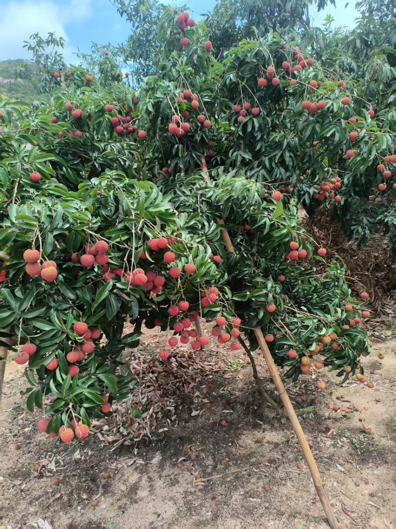 福建荔枝玉荷包荔枝福建漳浦县产地直发质量保证欢迎咨询