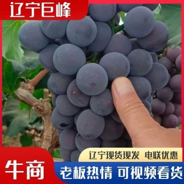 辽宁锦州精品巨峰葡萄产地直发量大从优欢迎随时咨询