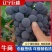 辽宁锦州精品巨峰葡萄产地直发量大从优欢迎随时咨询