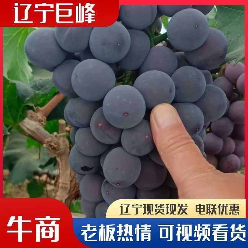 辽宁锦州精品巨峰葡萄产地直发量大从优欢迎随时咨询