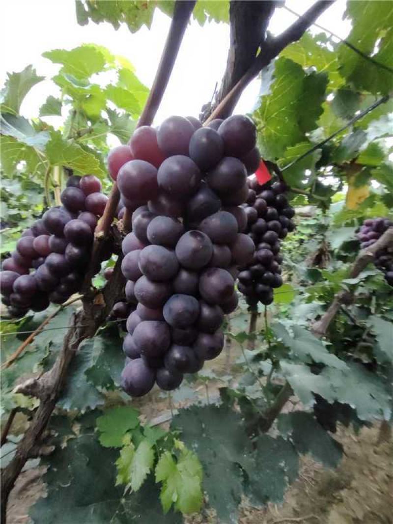 辽宁锦州精品巨峰葡萄产地直发量大从优欢迎随时咨询