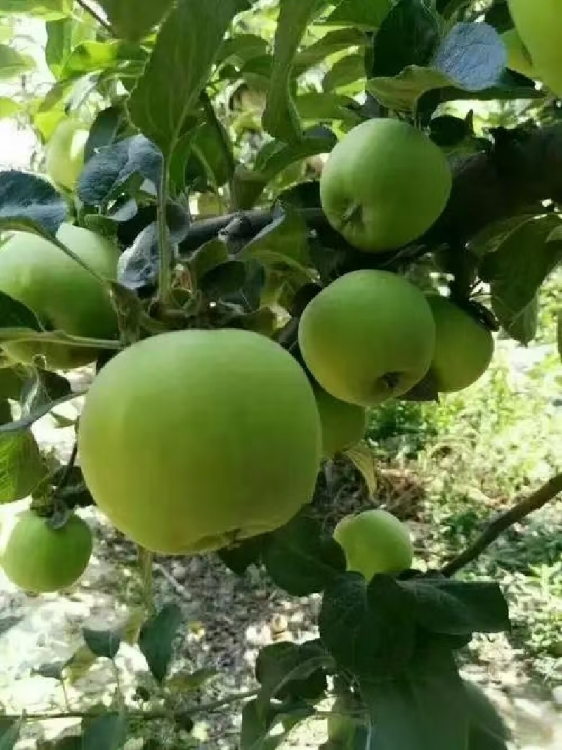 山东苹果晨阳青苹果产地直供对接市场美团多多电商