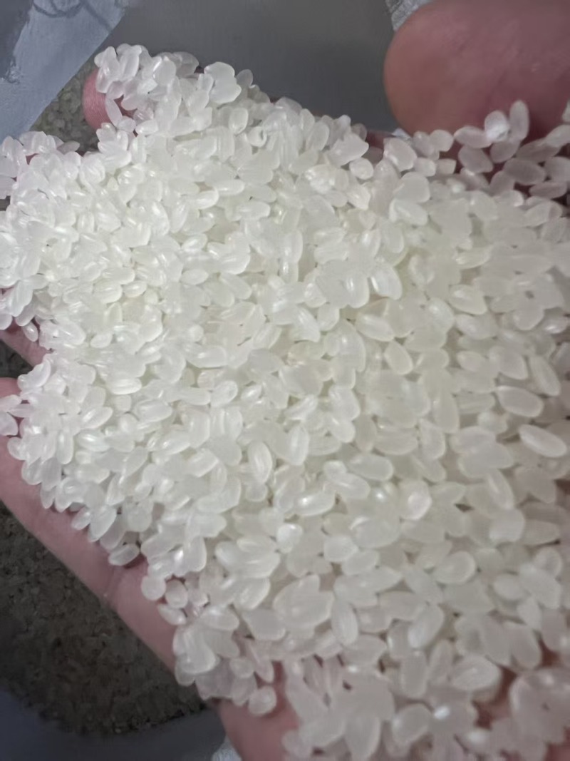 小圆粒，大米，23年，沈阳提货，日产700吨