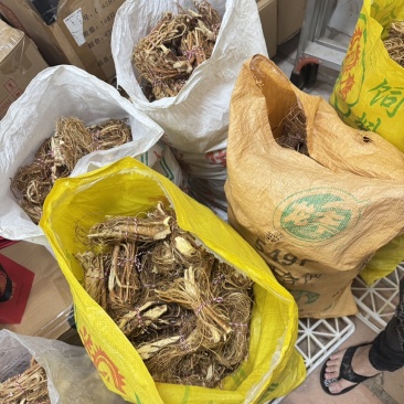 五指毛桃大量出售自产自销货源充足质量保证