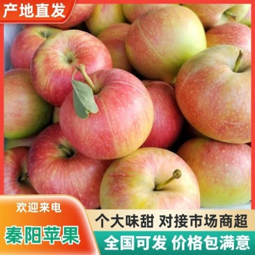 【精品苹果】苹果65以上果新鲜上市山东苹果全国