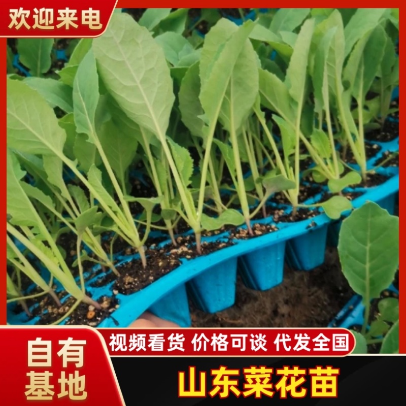 菜花苗有机花菜苗厂家直供量大从优成活高技术指导