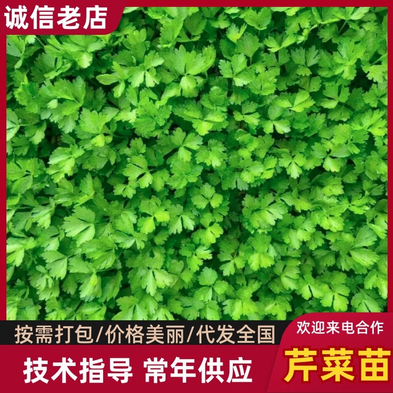 山东芹菜苗西芹苗大量有货，品质好，易成活全国发货
