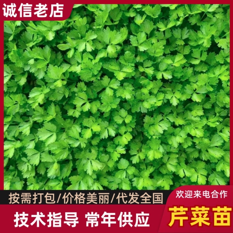 山东芹菜苗西芹苗大量有货，品质好，易成活全国发货