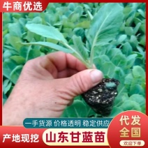 大量出售优质甘蓝苗，甘蓝软而翠，质量好产量高欢迎电询