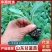 大量出售优质甘蓝苗，甘蓝软而翠，质量好产量高欢迎电询