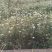 卖新鲜韭菜花