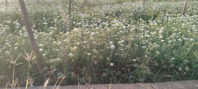 卖新鲜韭菜花