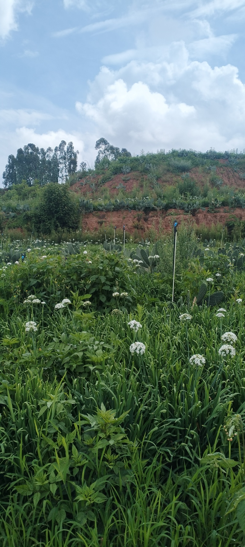 卖新鲜韭菜花