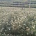 卖新鲜韭菜花