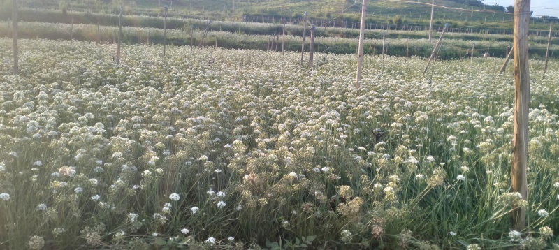 卖新鲜韭菜花
