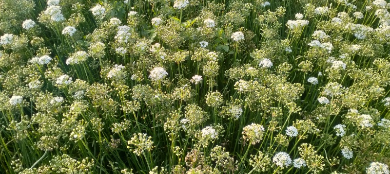 卖新鲜韭菜花