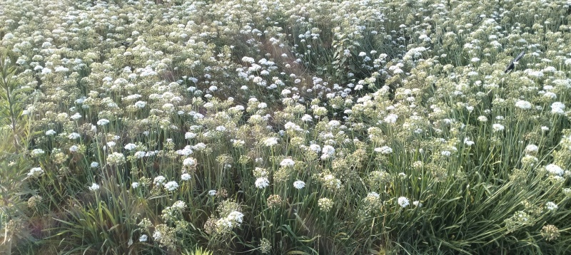 卖新鲜韭菜花