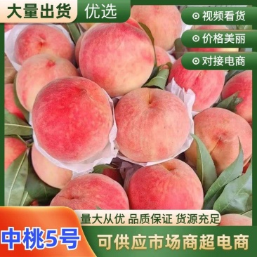 秋彤红毛桃4两起山东毛桃全国发货可视频看货