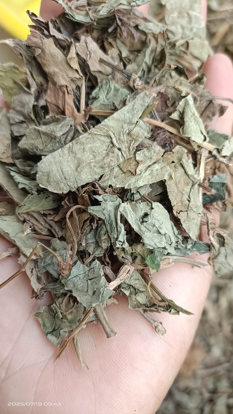 鱼腥草，过筛吸尘，今年新货，欢迎选购，支持在线下单