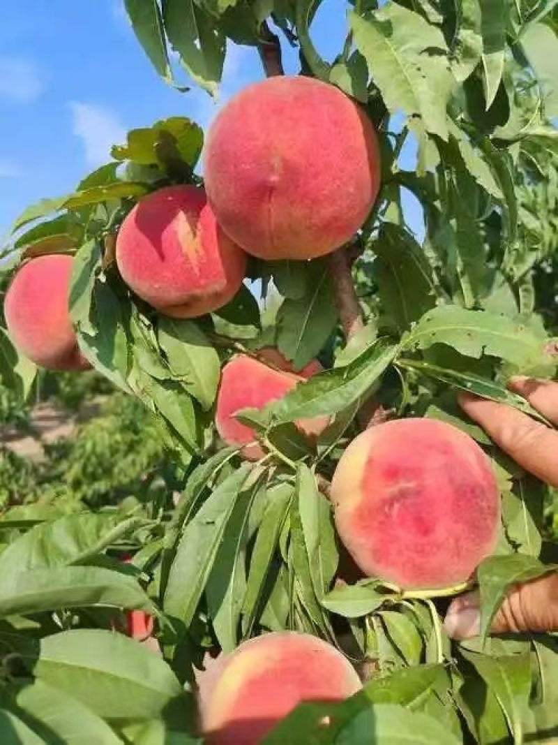 秋彤红毛桃4两起山东毛桃全国发货可视频看货