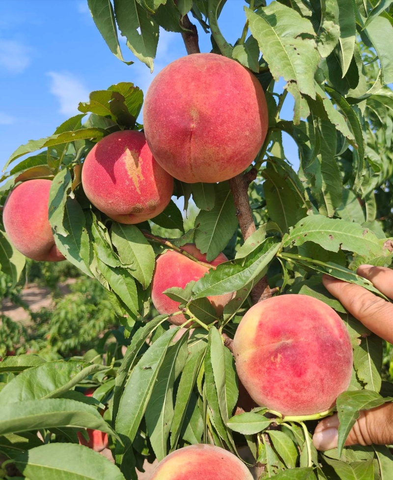 秋彤红毛桃4两起山东毛桃全国发货可视频看货