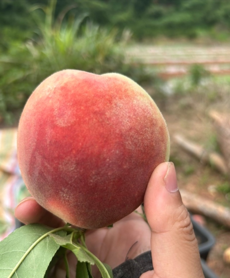 秋彤红毛桃4两起山东毛桃全国发货可视频看货