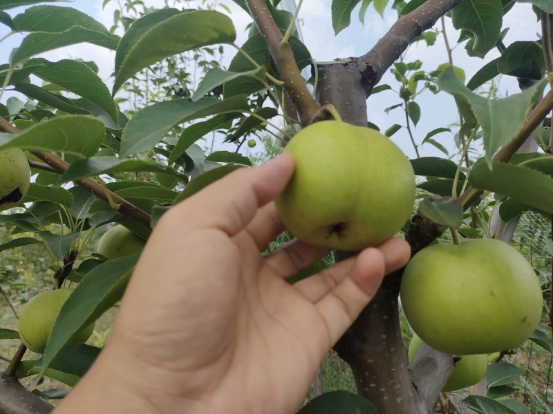 绿宝石梨自家果园口感好，果肉细脆多汁。