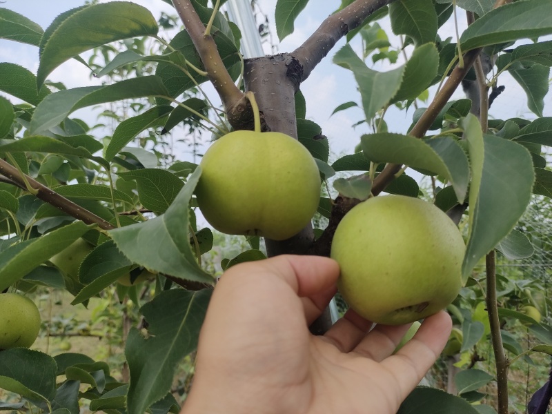绿宝石梨自家果园口感好，果肉细脆多汁。