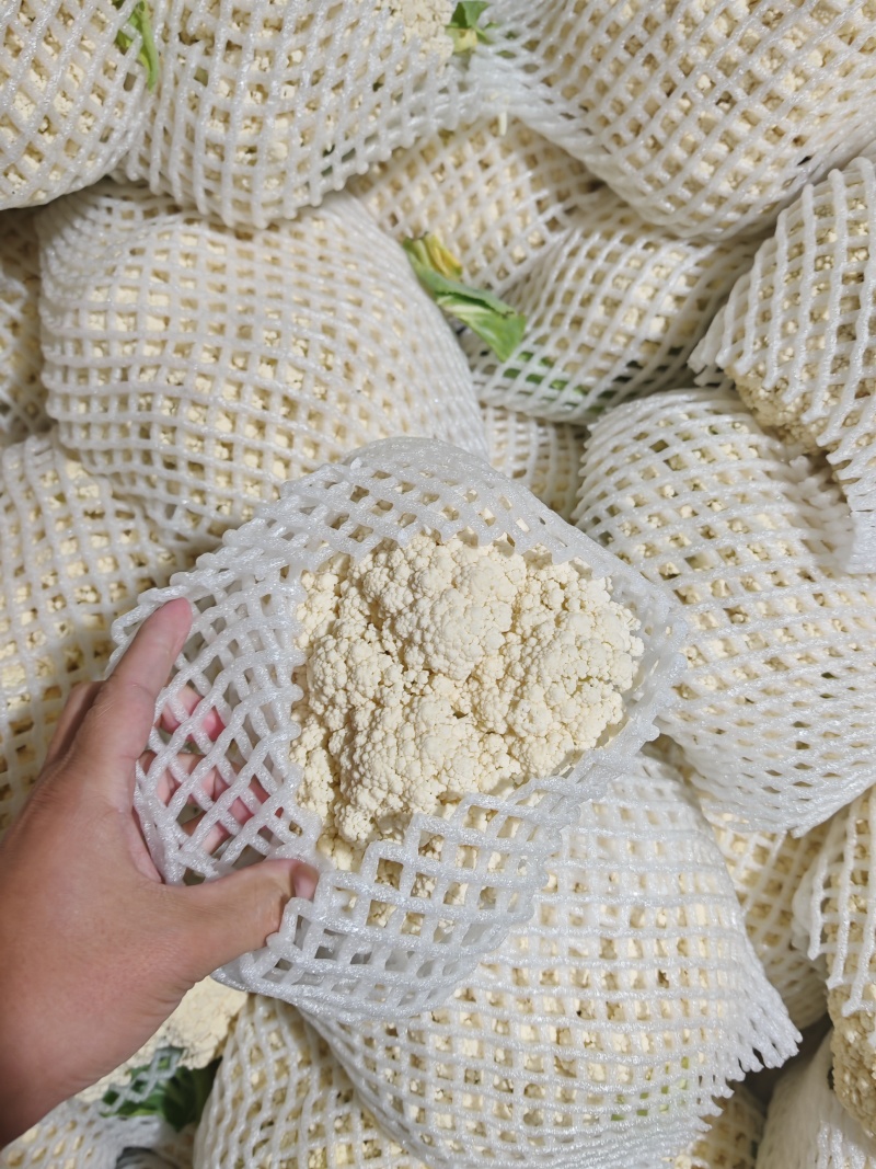 有机花菜散花花菜大量上市新鲜采摘欢迎采购量大从优