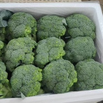 优质【绿翡翠】西兰花，绿翡翠西兰花，产地直发，大量供应